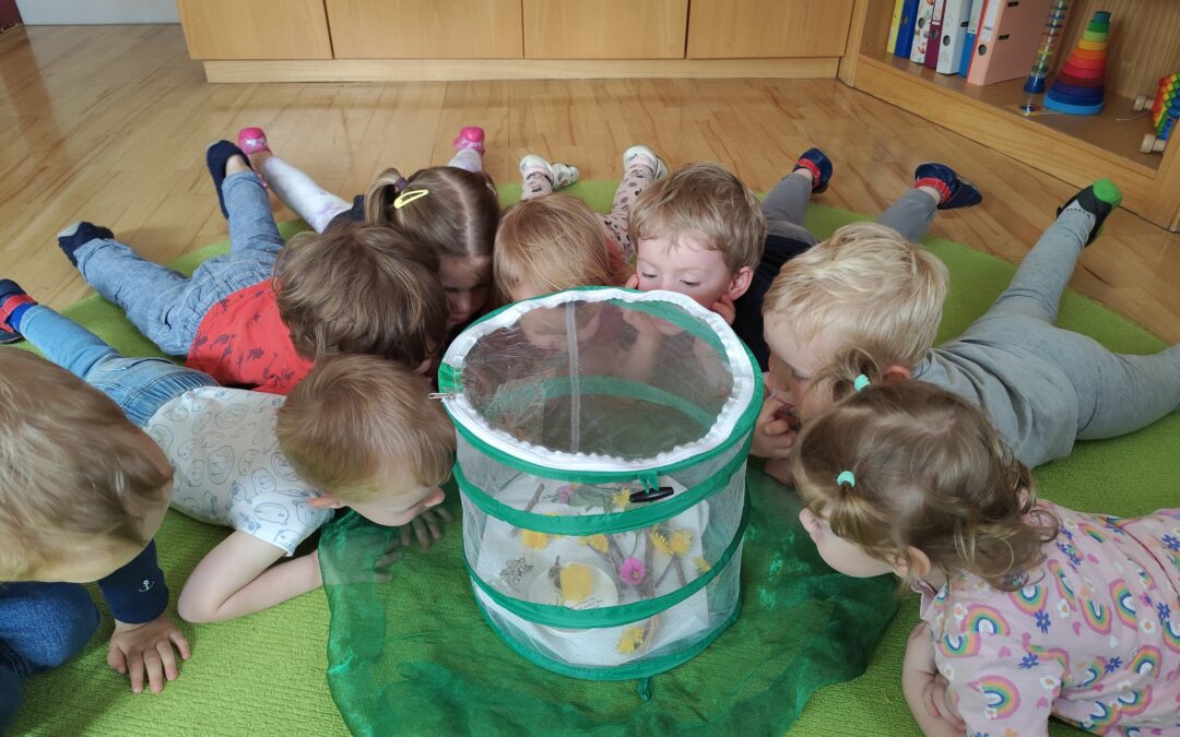 VON DER RAUPE ZUM SCHMETTERLING